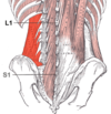 muscle-carré-des-lombes