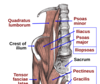 muscle-psoas-iliaque