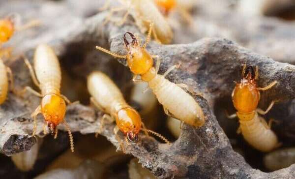 Vente et présence de termites
