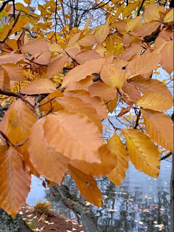 ETRE OU NE PAS HETRE...