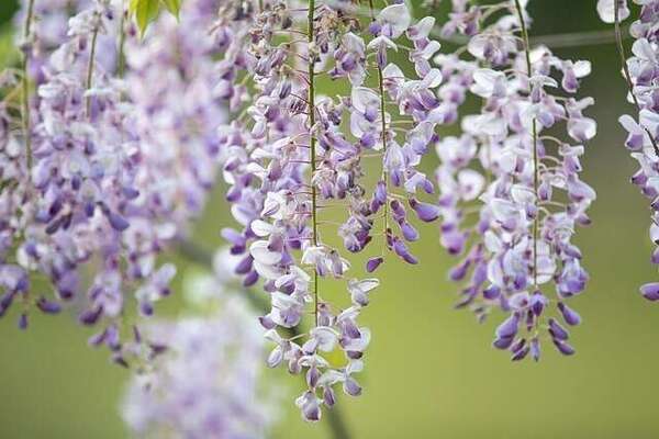 ATELIER OLFACTIF AUTOUR DU PRINTEMPS - 12 avril 2026 à la Maison de Chateaubriand