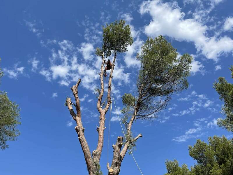 elagage1__1_20220205-976898-yazs70