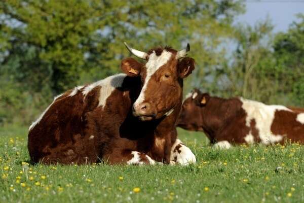 Provision pour hausse de la valeur des stocks de vaches, c’est déjà parti ?