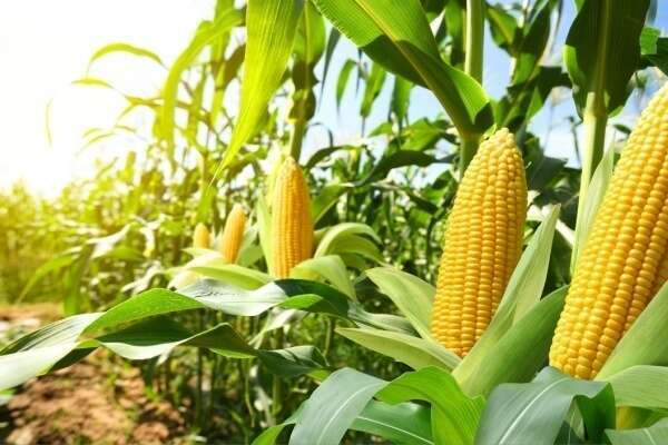 Produits alimentaires et TVA : et si leur utilisation n’est pas « normale » ?