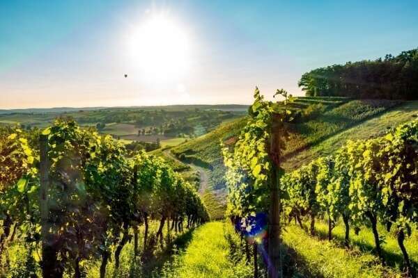 Viticulture : un sursis pour la déclaration des récoltes
