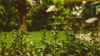 GB Jardins, Élagage et Abattage à Haubourdin
