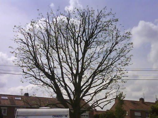 Taille de réduction d'un platane
