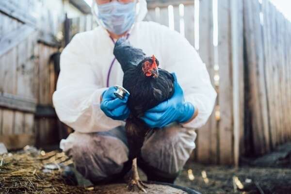 Grippe aviaire : une amélioration pour le printemps 2025 !
