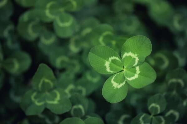 Joaillerie : le trèfle à quatre feuilles victime d’un parasit(isme) ?