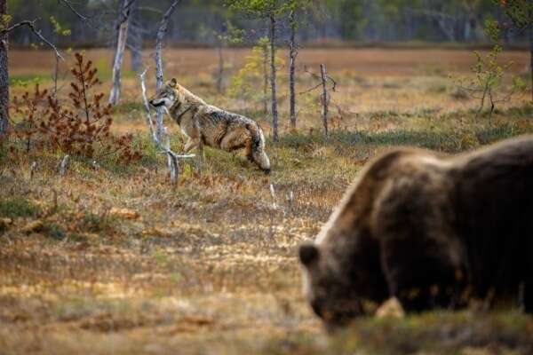 Protection des troupeaux contre les prédateurs : précisions sur les aides
