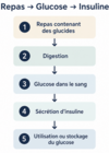Diagramme étapes transformation glucides en insuline corps
