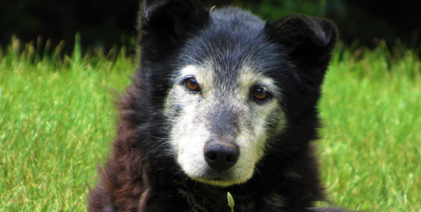 7 idées d'aménagement de votre intérieur afin de maintenir la qualité de vie de votre chien sénior / gériatrique