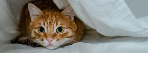 Les troubles comportementaux courants chez les chiens et chats séniors / gériatriques