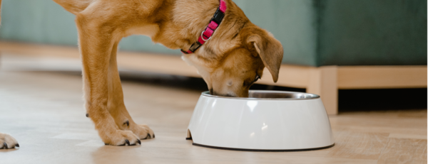 Pourquoi l'appétit de votre animal sénior a changé ?