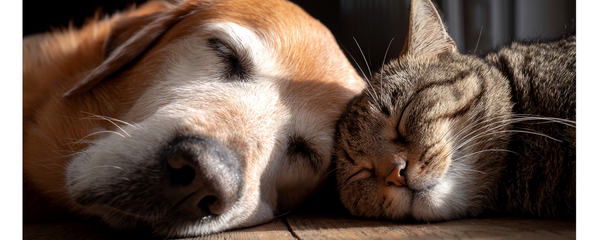 Comment savoir si le moment est venu de dire aurevoir à votre compagnon ?