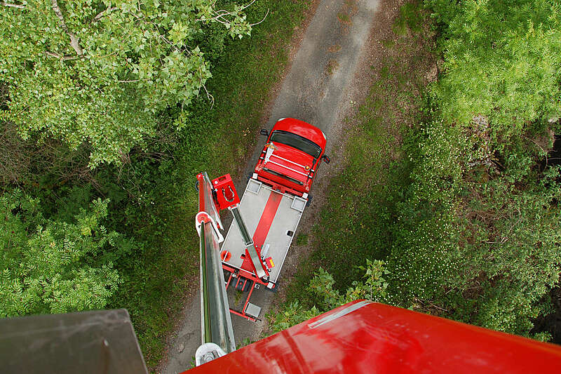 Abattage, élagage et taille