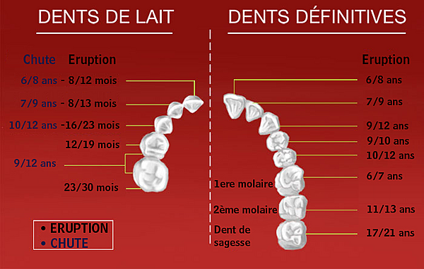 DENTS DE L'ENFANT, DENTS DE L'ADULTE