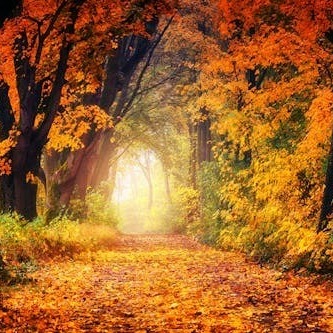 Séances personnalisées en hypnose humaniste