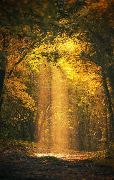 Thème : Évolution personnelle consciente