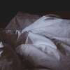 Thème : lutte anti punaises de lit