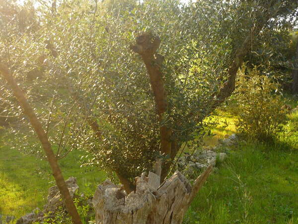 Vladimir Raikov, ou le pouvoir de l’imagination