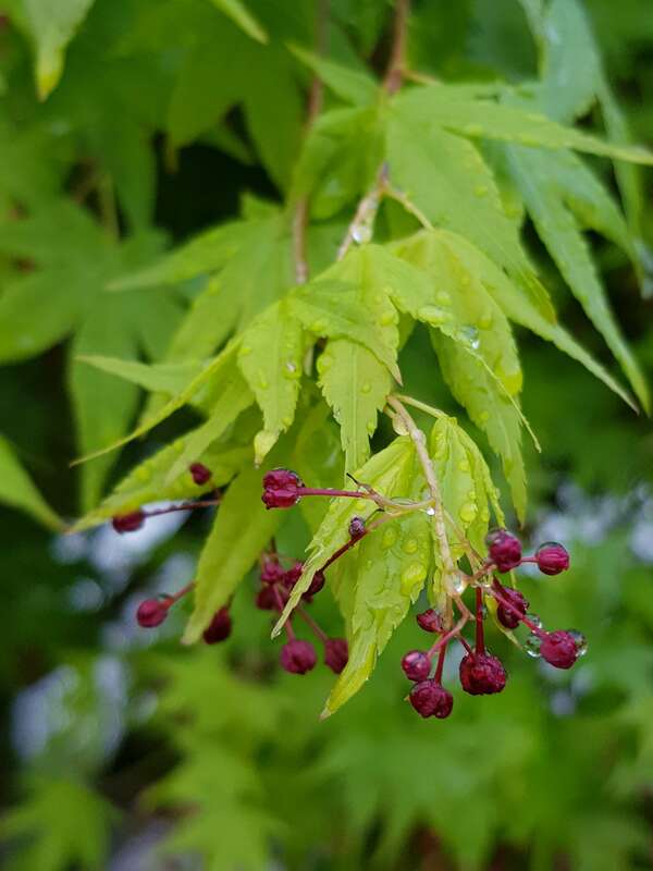 Acouphènes et Bruxisme. Quatre exercices pour défocaliser.
