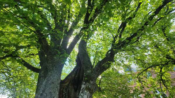 Le transgénérationnel, héritages invisibles et  puissants leviers de libération ? 