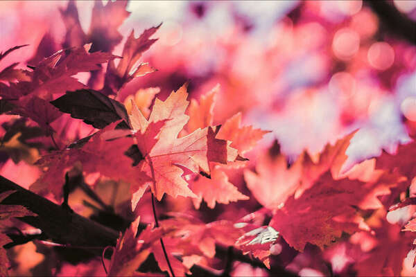 Nous sommes en pleine saison d'automne, Peut-être avez-vous besoin de quelques conseils afin de vous sentir moins fatigués ?