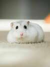 Image hamster