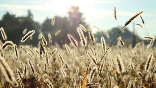 Allergies & soins chiropratiques