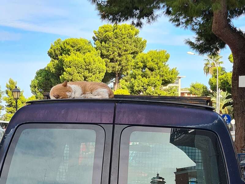 chat_des_rues_de_bari