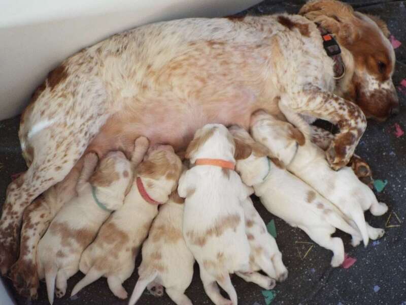chiots_9