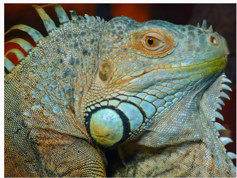 iguane