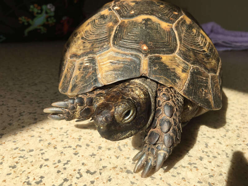 tortue_louise