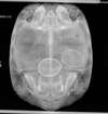 Vétérinaire utilisant radiographie numérique pour diagnostic canin