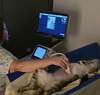 Personne en gants analysant une radiographie médicale vétérinaire