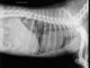 Vétérinaire analysant une radiographie pour diagnostic animalier
