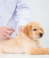 Vétérinaire effectuant examen attentif chien et chat pour consultation