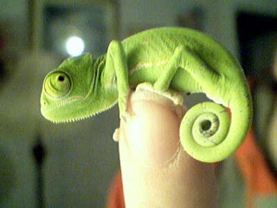 bebe-cameleon