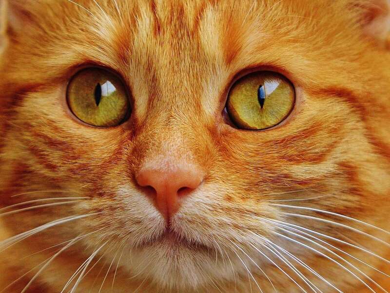 alexas_fotos-cat-1652880