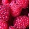 friuts