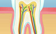 ENDODONTIE