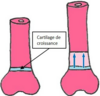 clement Donnou osteopathe lyon 8 sport sportif posture adulte adolescent scoliose hernie discale