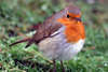 rouge gorge