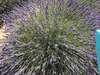 Ma photo de lavande officinale Valensole. Christine Rocher magnétiseuse le lavandou