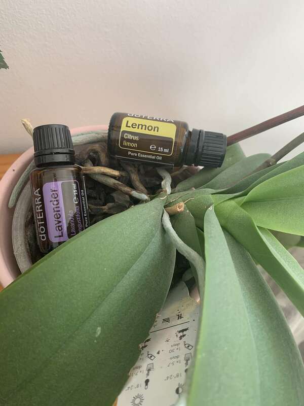 L'AROMATHERAPIE = LES HUILES ESSENTIELLES