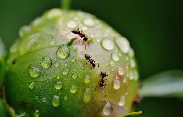 Quand les fourmis s’invitent chez vous : comprendre, prévenir et éliminer l’invasion