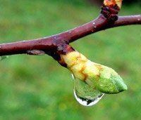 La Gemmothérapie, la puissance végétale concentrée