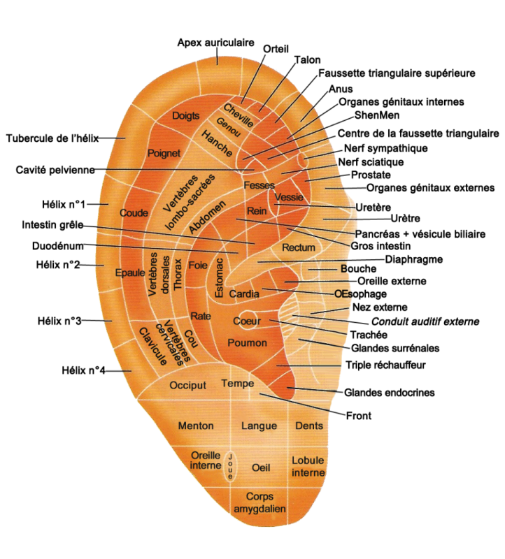 auriculoth-rapie-mc-minceur-massage-et-minceur