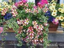 104437593-588177212099360-2532871418198516748-n